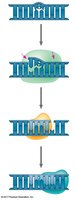 DNA repair mechanisms