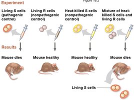 Griffith's transformation experiment with mice and bacteria