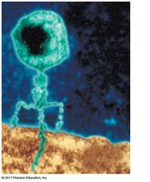 Bacteriophage structure