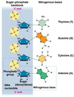 DNA nucleotide structure and base pairing