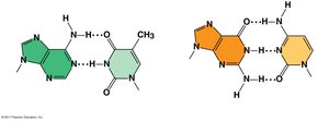 Hydrogen bonding between DNA bases