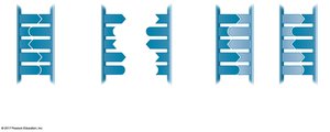 Models of DNA replication