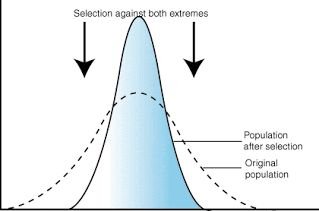 Graph showing reduction in variance due to stabilizing selection