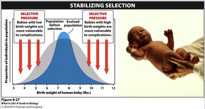 Graph and example of human birth weight under stabilizing selection