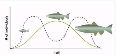 Graph showing disruptive selection with fish at both extremes