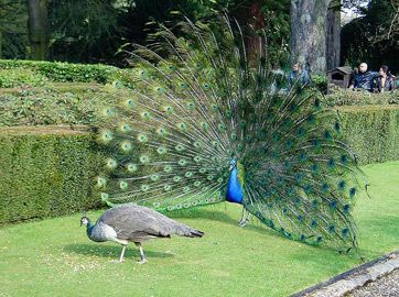 Photo of peacock displaying tail to peahen
