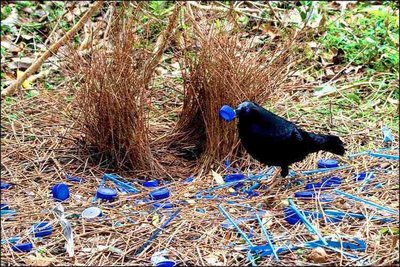 Bowerbird with blue objects, an example of mate choice