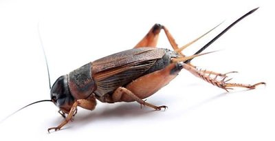 Cricket, an example of mate choice via song