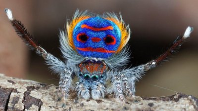 Peacock spider displaying for mate