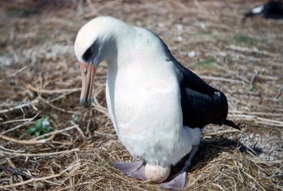 Male elephant seals fighting, an example of intrasexual selection