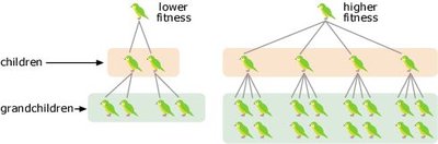 Diagram showing individuals with higher and lower fitness and their descendants