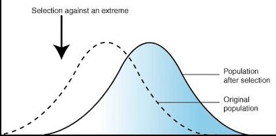 Graph showing shift in population mean due to directional selection