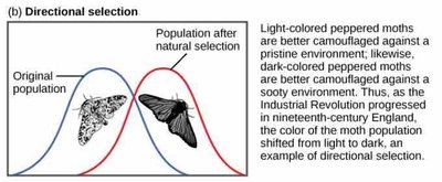 Graph and example of peppered moths illustrating directional selection