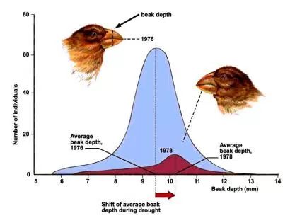 Graph showing shift in beak depth in finches due to directional selection