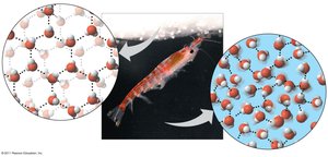 Hydrogen bonding in ice and liquid water