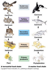 Terrestrial and marine food chains