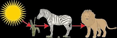 Global chlorophyll concentration map