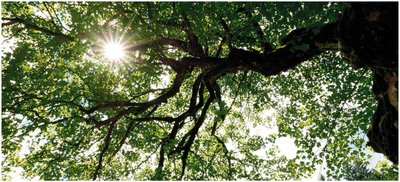 Photosynthesis and cellular respiration cycle