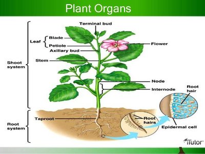 Plant organs