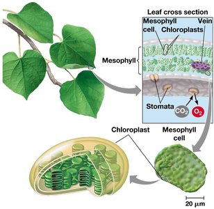 Leaf cross-section and chloroplast structure