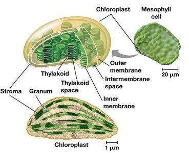 Chloroplast structure: membranes, thylakoids, grana, stroma