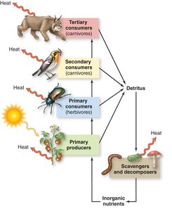 Food web showing energy flow and decomposers