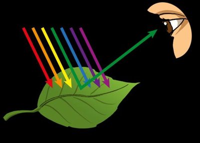 Absorbance spectrum of chlorophyll