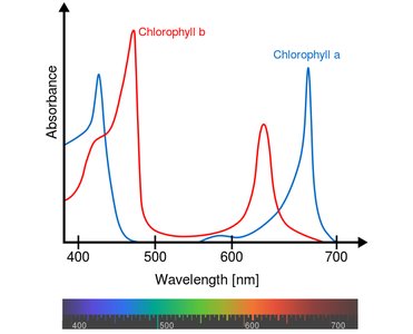 Relative absorption of light by pigments