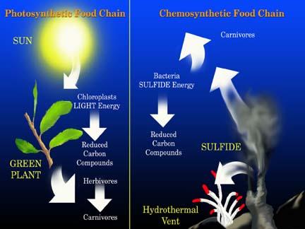 Photosynthetic vs. chemosynthetic food chains