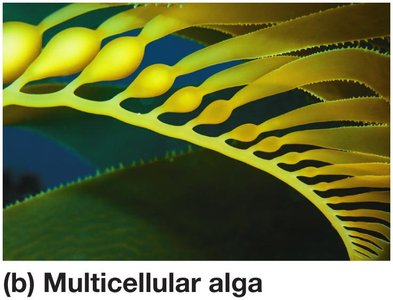 Multicellular alga