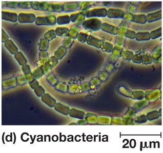 Cyanobacteria