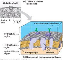 Structure of the plasma membrane