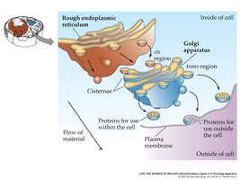 Transport vesicle in the endomembrane system