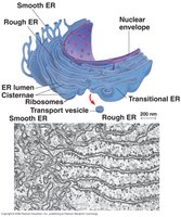 Structure of the endoplasmic reticulum
