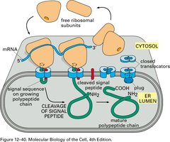 Protein translocation into the ER