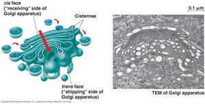Structure of the Golgi apparatus