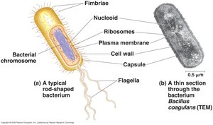 Structure of a typical prokaryotic cell