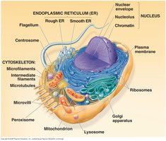 Structure of a typical eukaryotic animal cell