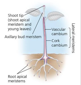 Diagram of plant showing shoot tip, axillary bud meristem, root apical meristems, vascular cambium, and cork cambium