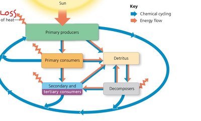 Energy pyramid showing energy transfer between trophic levels