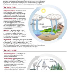 Diagram of nitrogen cycle