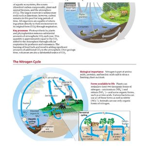 Diagram of phosphorus cycle
