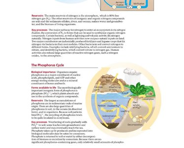 Diagram showing feedback between ecological and evolutionary change