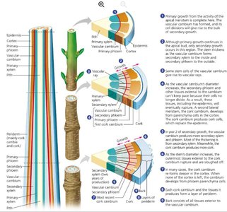 Diagram showing primary and secondary growth in plant stems, with details of cambium activity and tissue layers