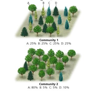 Two forest communities showing differences in species richness and relative abundance