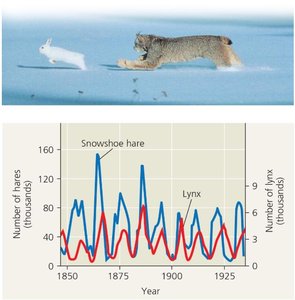 Graph of hare and lynx population cycles