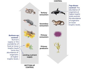Diagram of top-down and bottom-up control in food webs