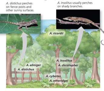 Diagram of barnacle species showing fundamental and realized niches