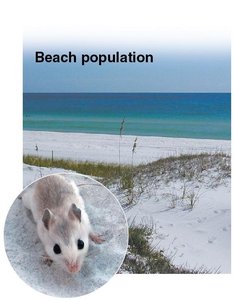 Inland population of mice