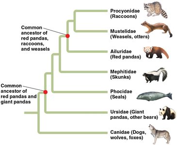 Red panda, raccoon, and giant panda comparison